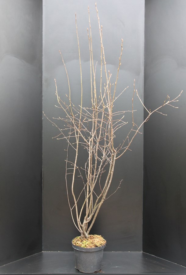 Amelanchier lamarckii, D 26