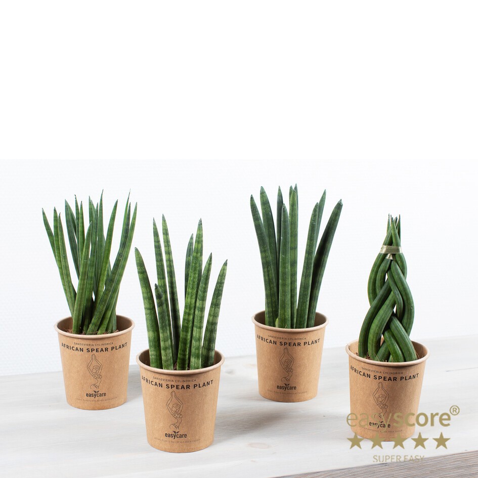 GREEN MIX 30916001 Paperpot 9 cm, D 10