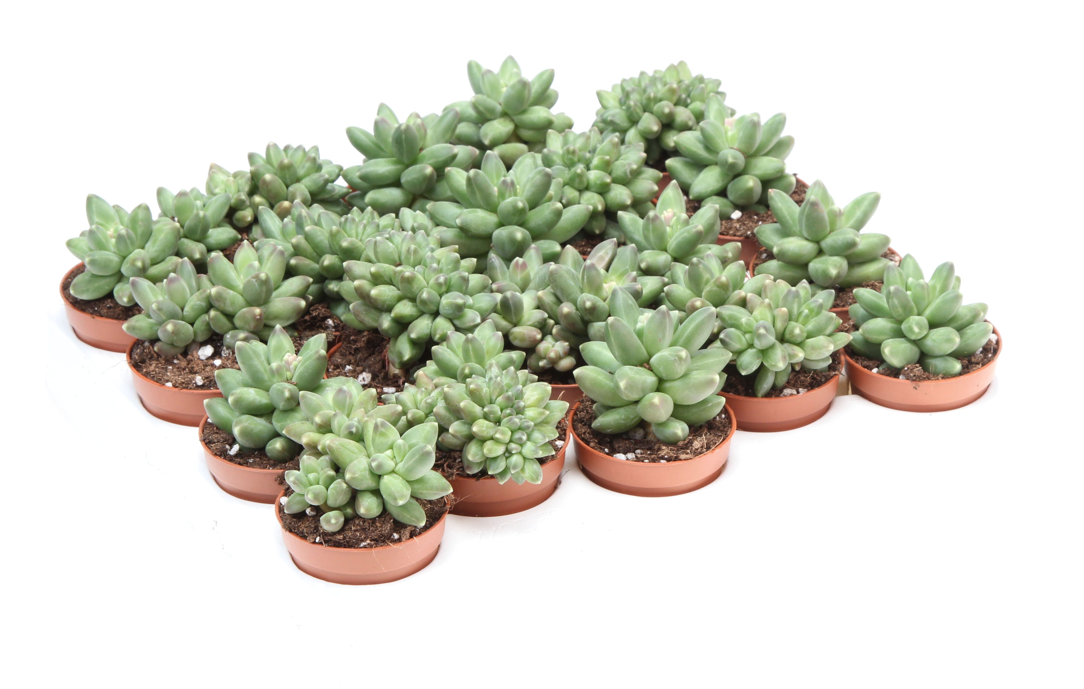 Pachyveria scheideckeri, D 5,5