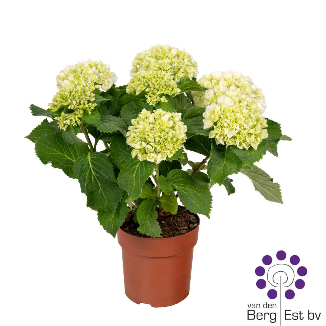 Hydrangea white 7/8, D 14