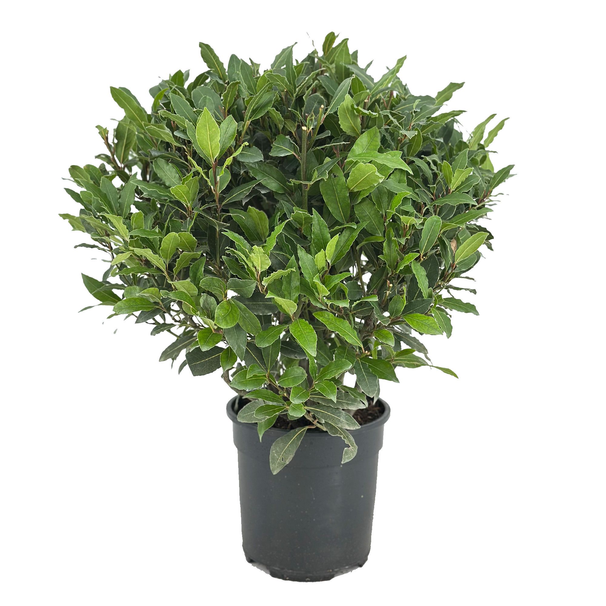 Laurus nobilis Bol zonder stam, D 20