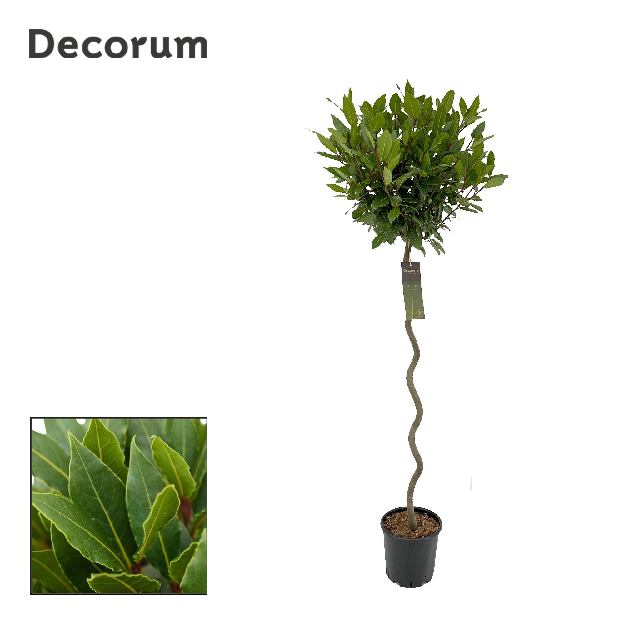 Laurus nobilis Spiraal stam, D 25