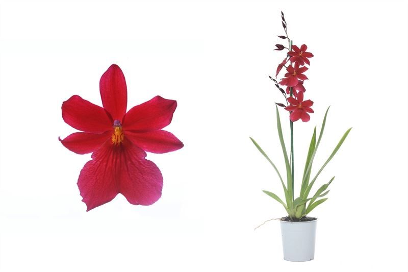 Cambria p12 Nelly Red Velvet 1T08+, D 12