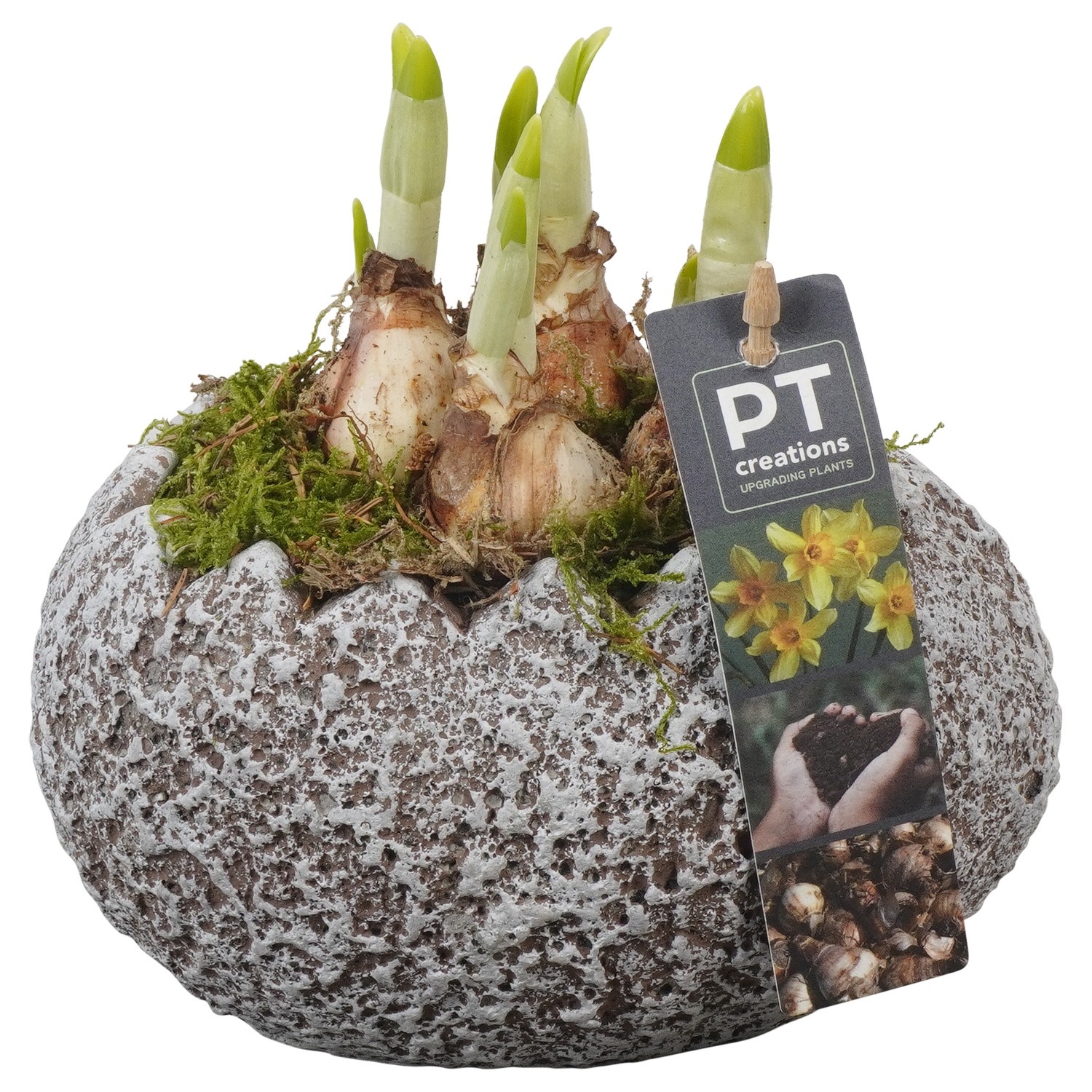 PTNP4534 Arrangement Narcissus Easter in beton ei, D 16