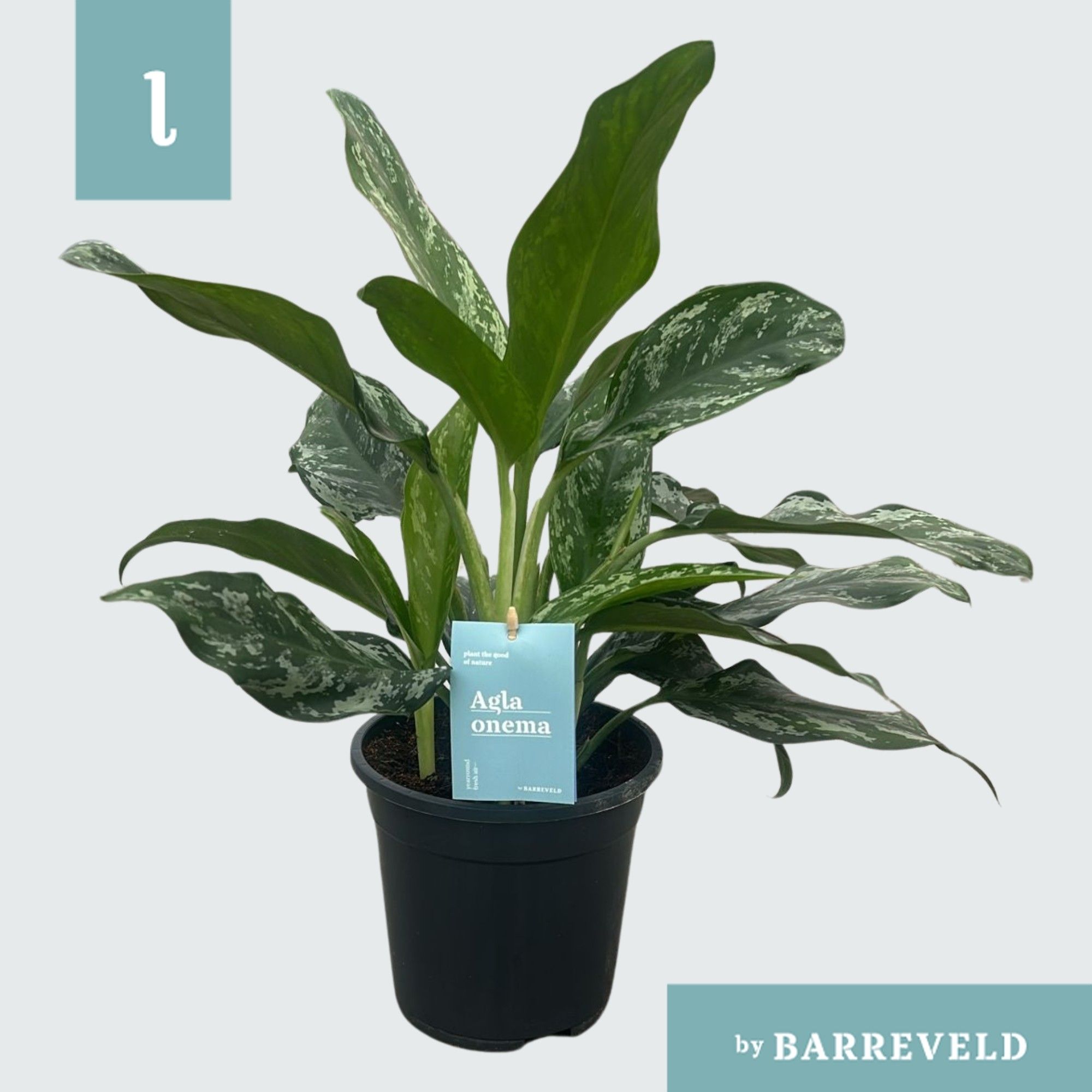 Green Agla 'Splash' (Aglaonema), D 17