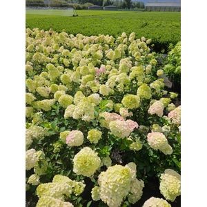 795 JK : C5 Hydrangea Paniculata "Framboisine" New variety, D 26