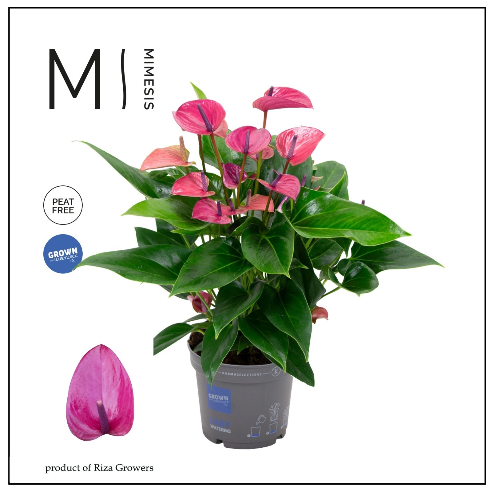 Mimesis Anthurium KARMA Purple - 17cm, D 17