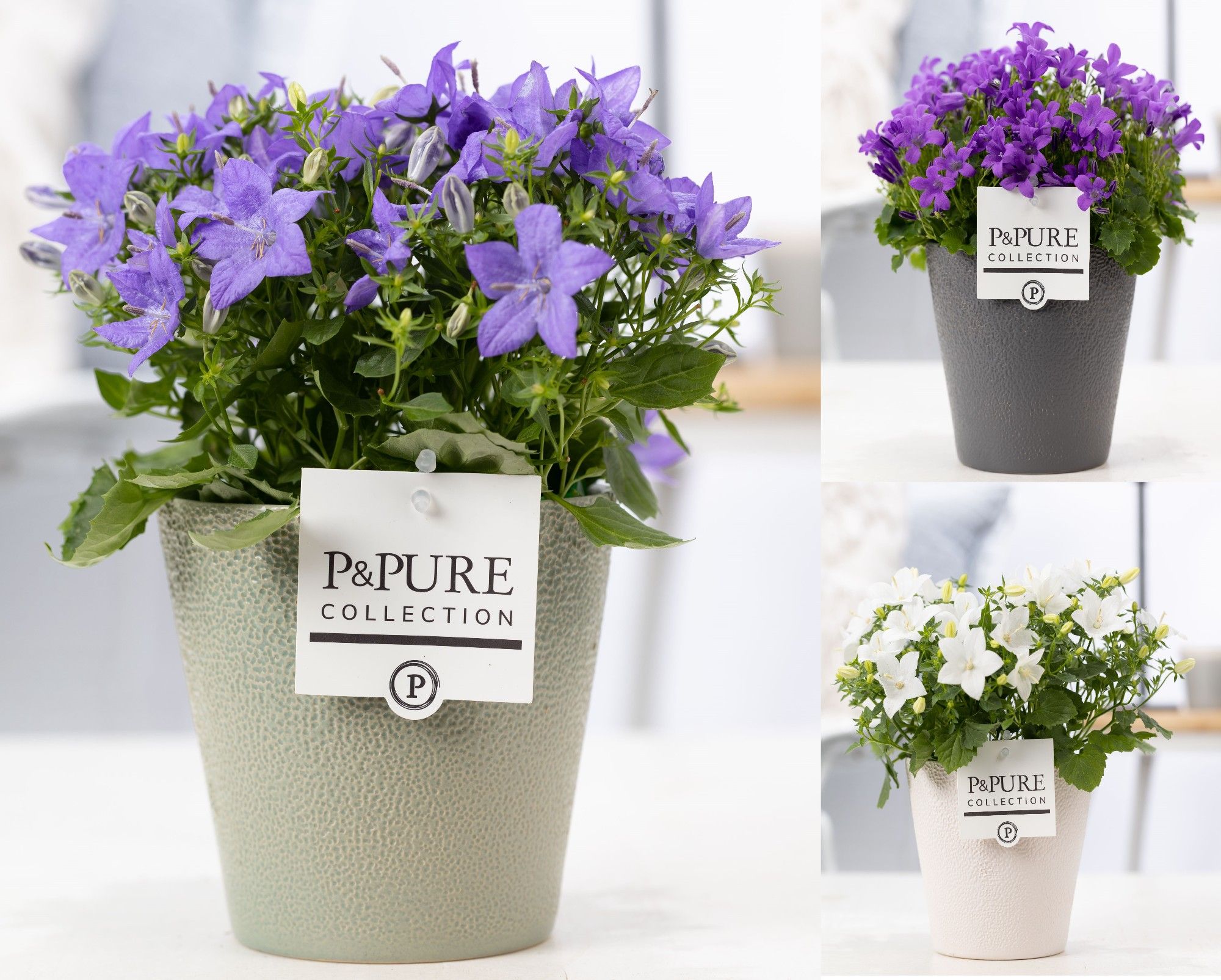 Campanula Mix Pure Ruby, D 13