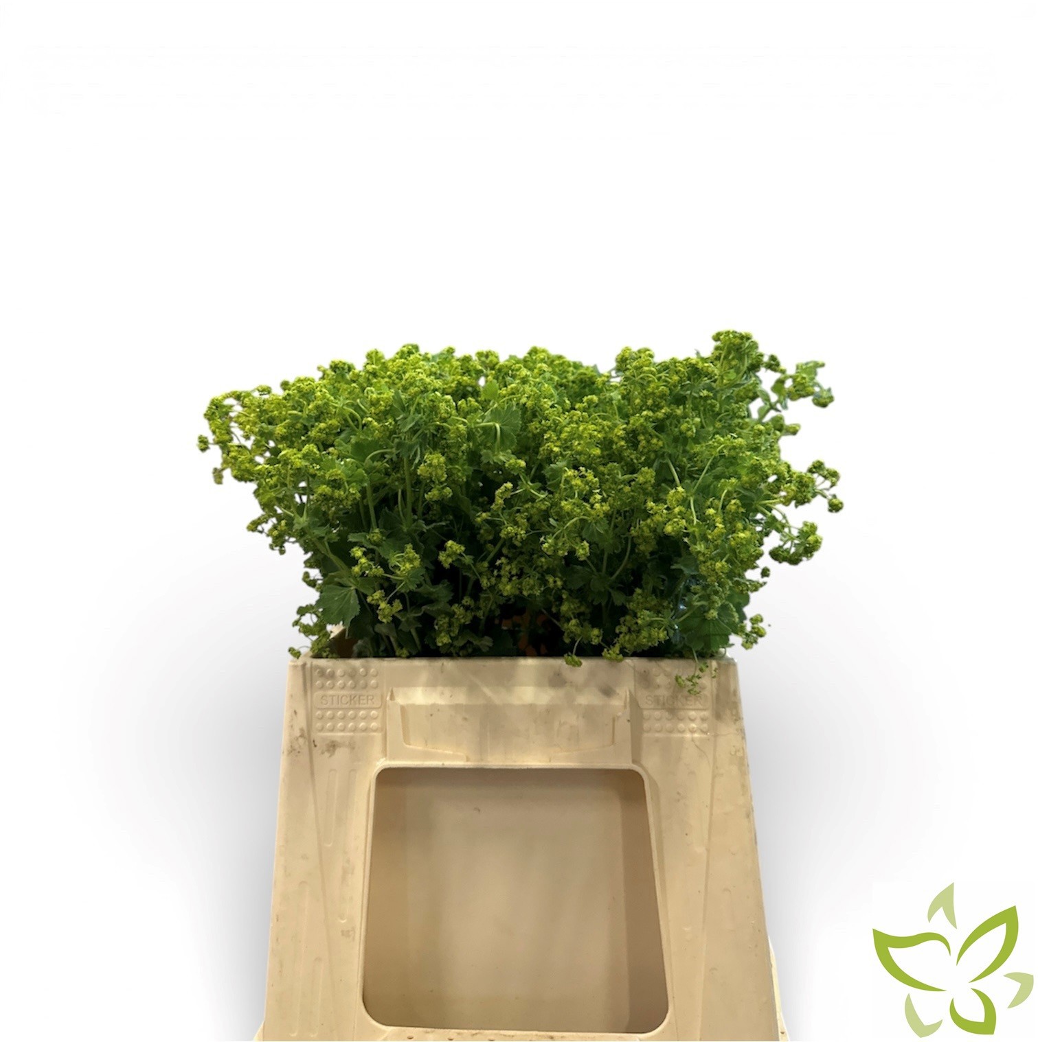 Алхемилла Молис Робустика (зел.), шт.