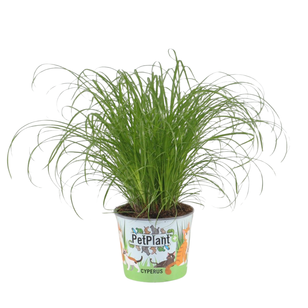 Cyperus alternifolius Zumula Cartoon potcover, D 12