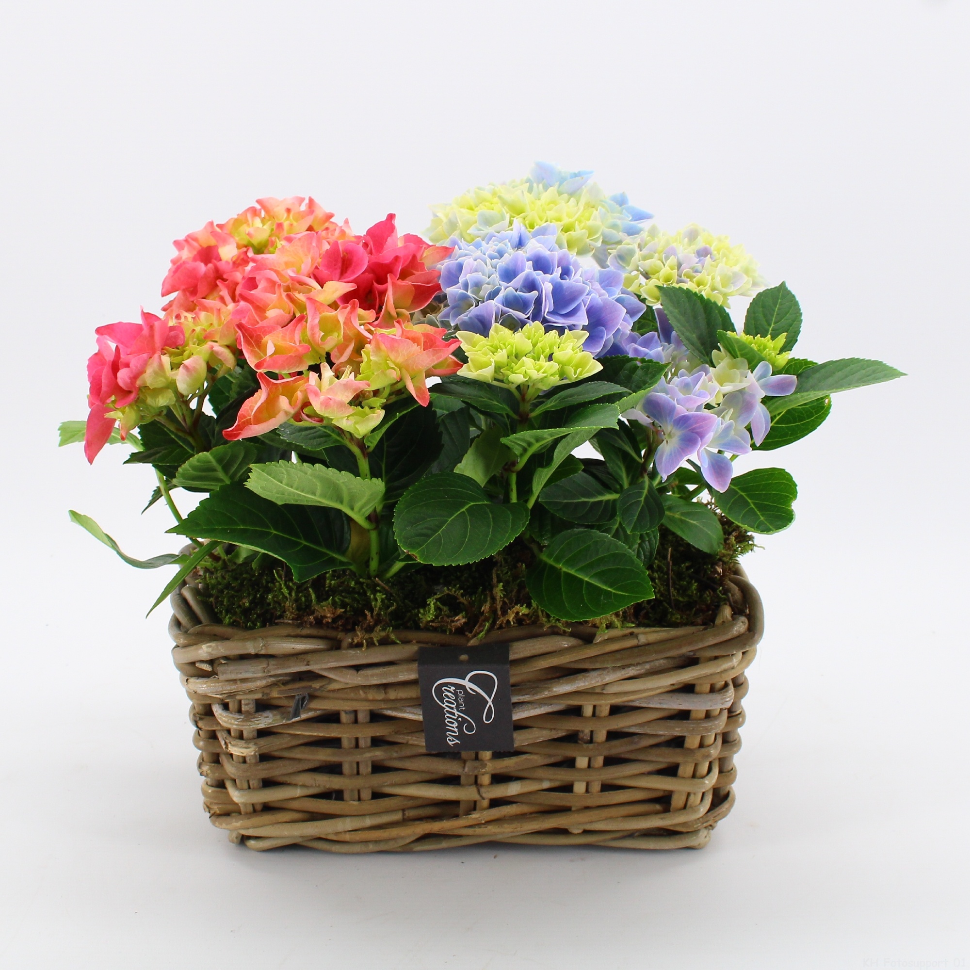 KHCR-2611M Hydrangea creations, D 27