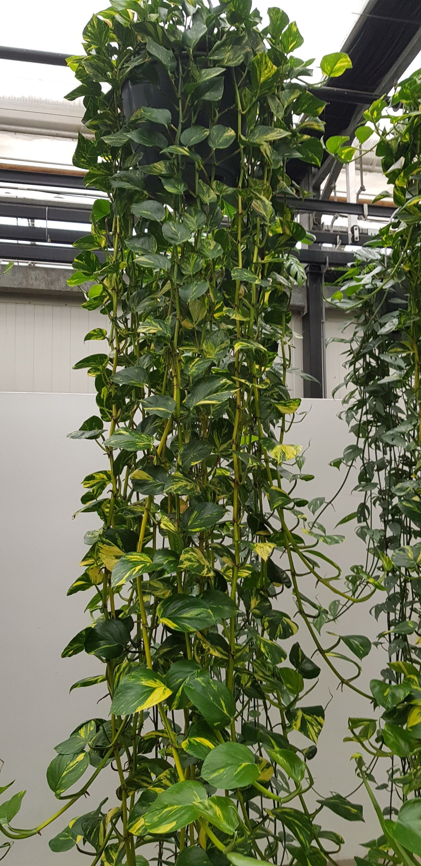 XXL Epipremnum Aureum 35cm, D 35