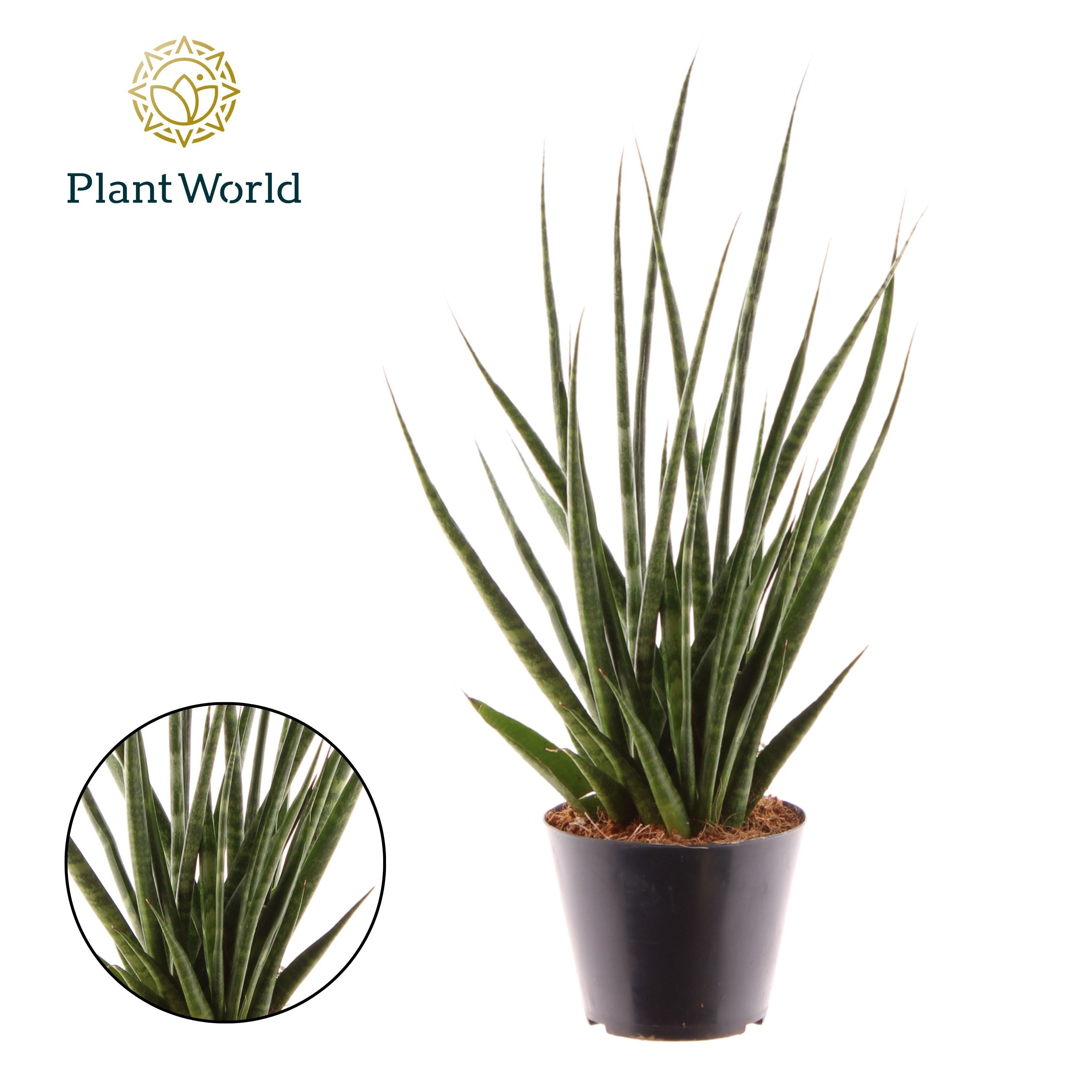 Sansevieria 'Digitorum' P10,5, D 10,5