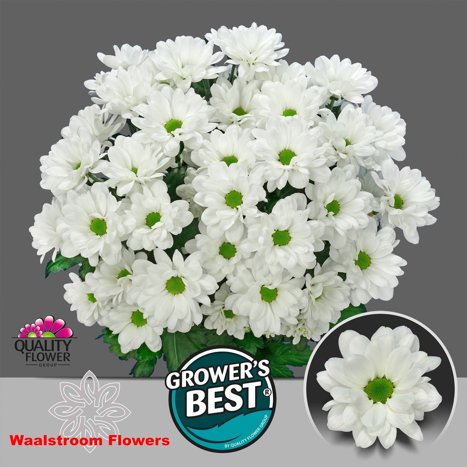 Хризантема куст. Илонка 70 (бел.), шт.