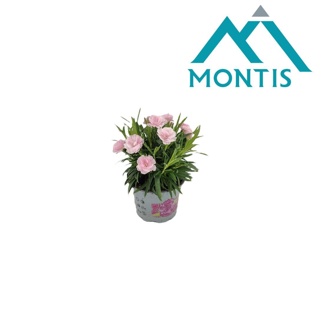 Dianthus I 'Love' You 10.5 cm, D 10,5