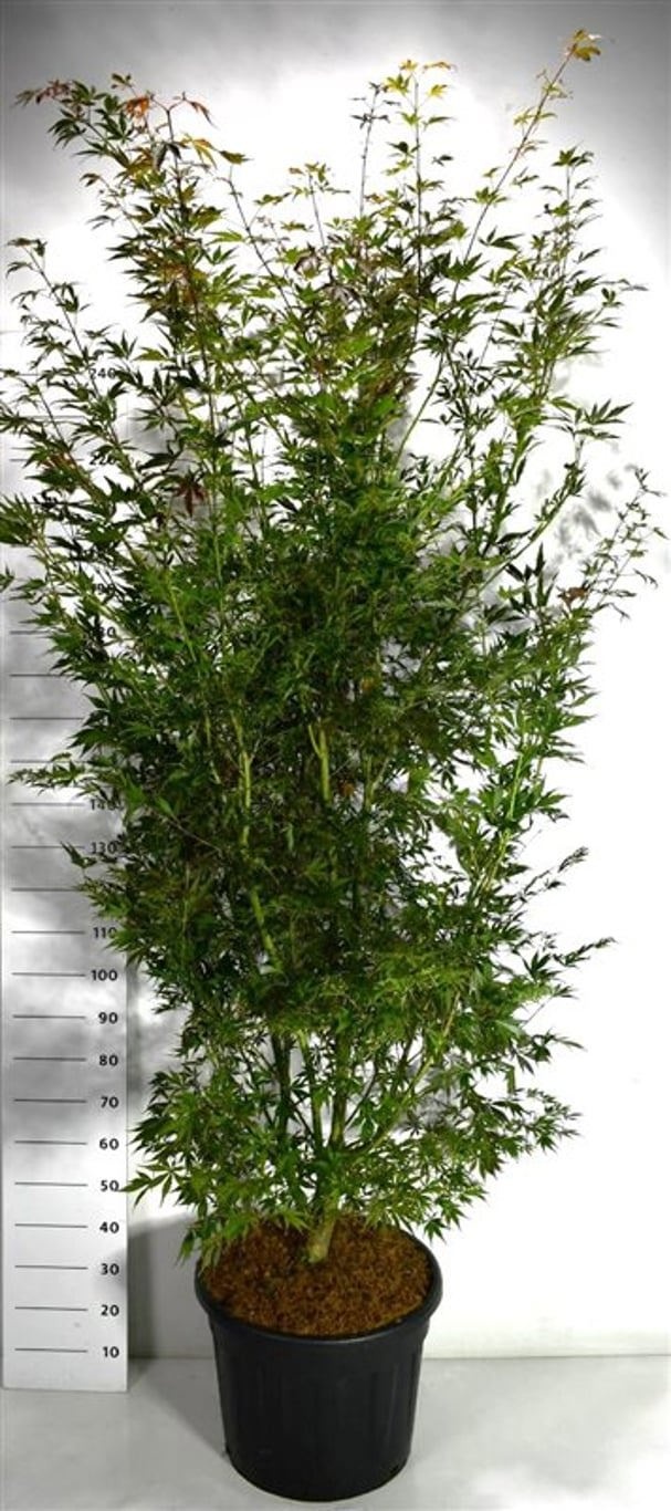 Acer pal. 'Sumi-nagashi', D 55