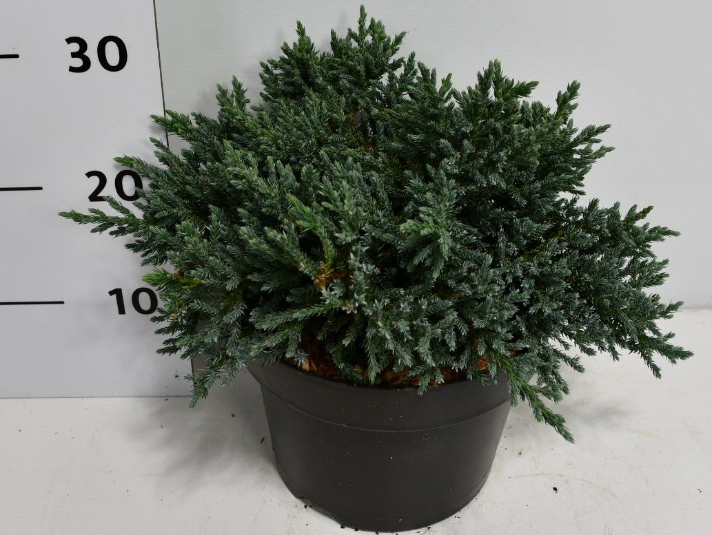 Juniperus squamata 'Tropical Blue', D 23