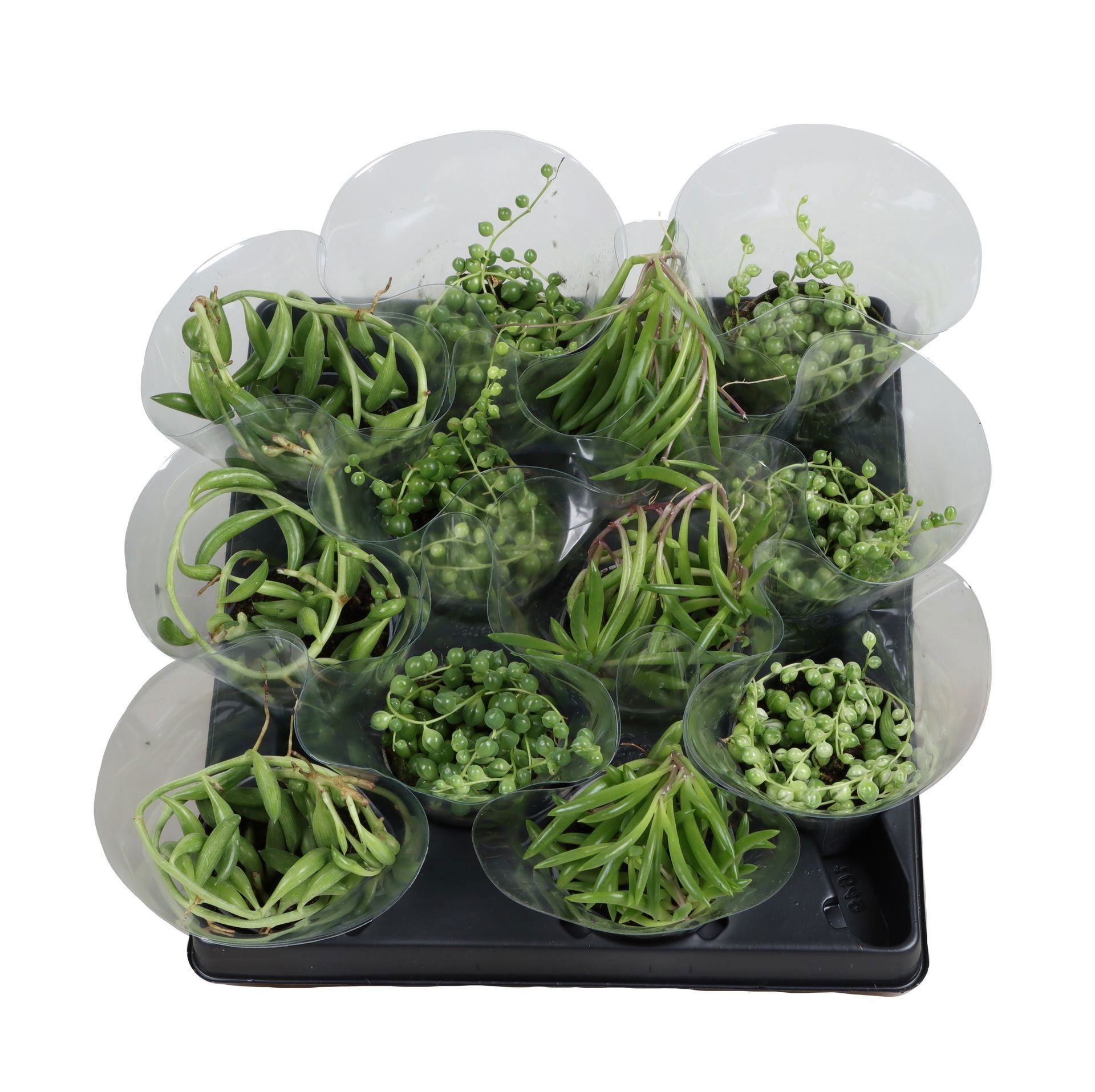 Senecio Mix 6 cm, D 6