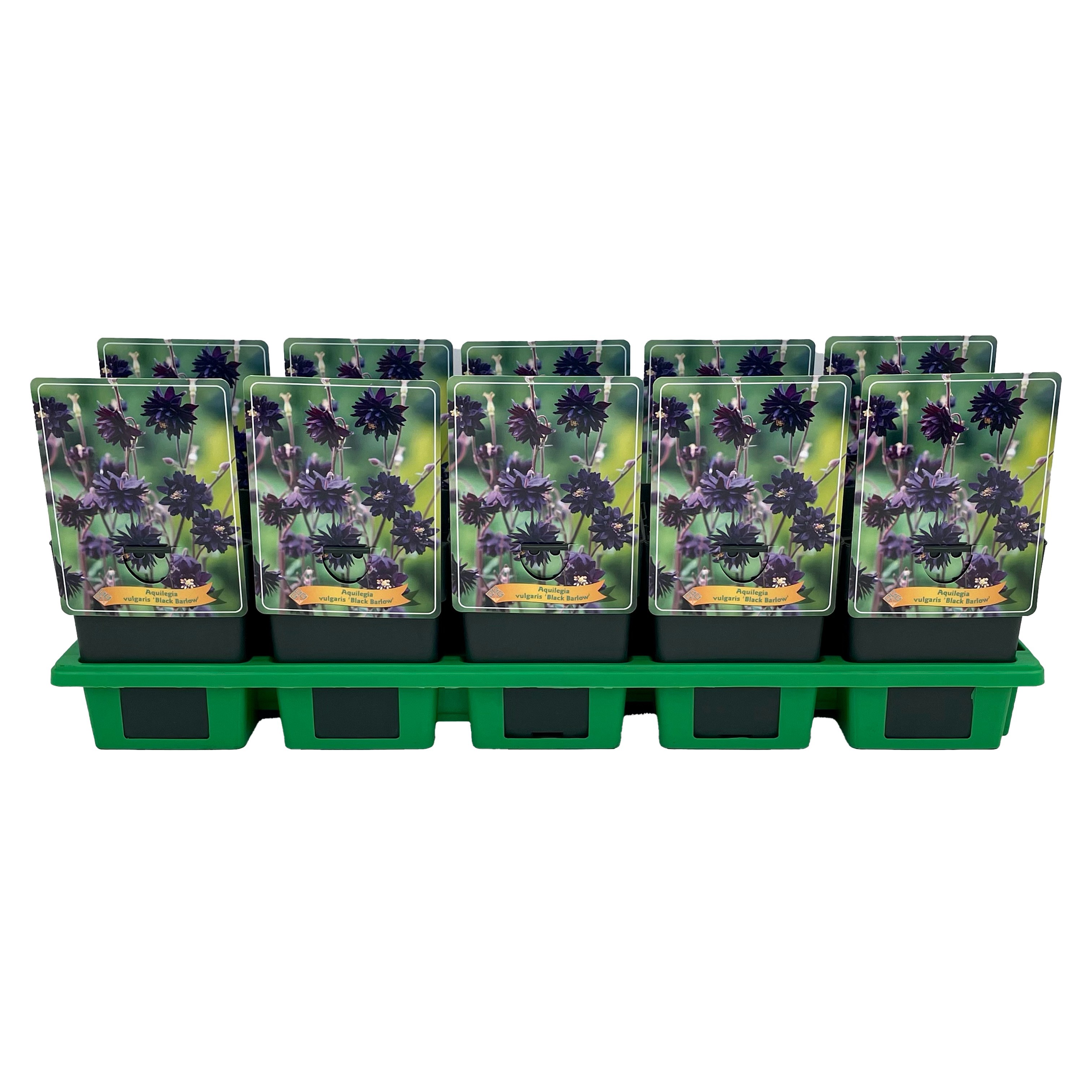 Aquilegia vulgaris 'Black Barlow' P11, D 11