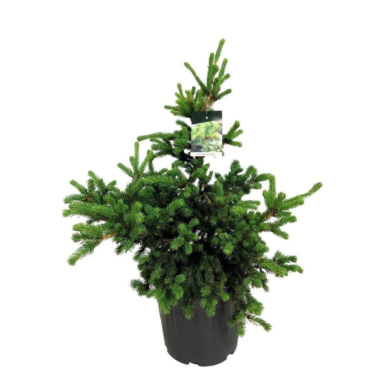 Picea pung. 'Lucky Strike', D 40
