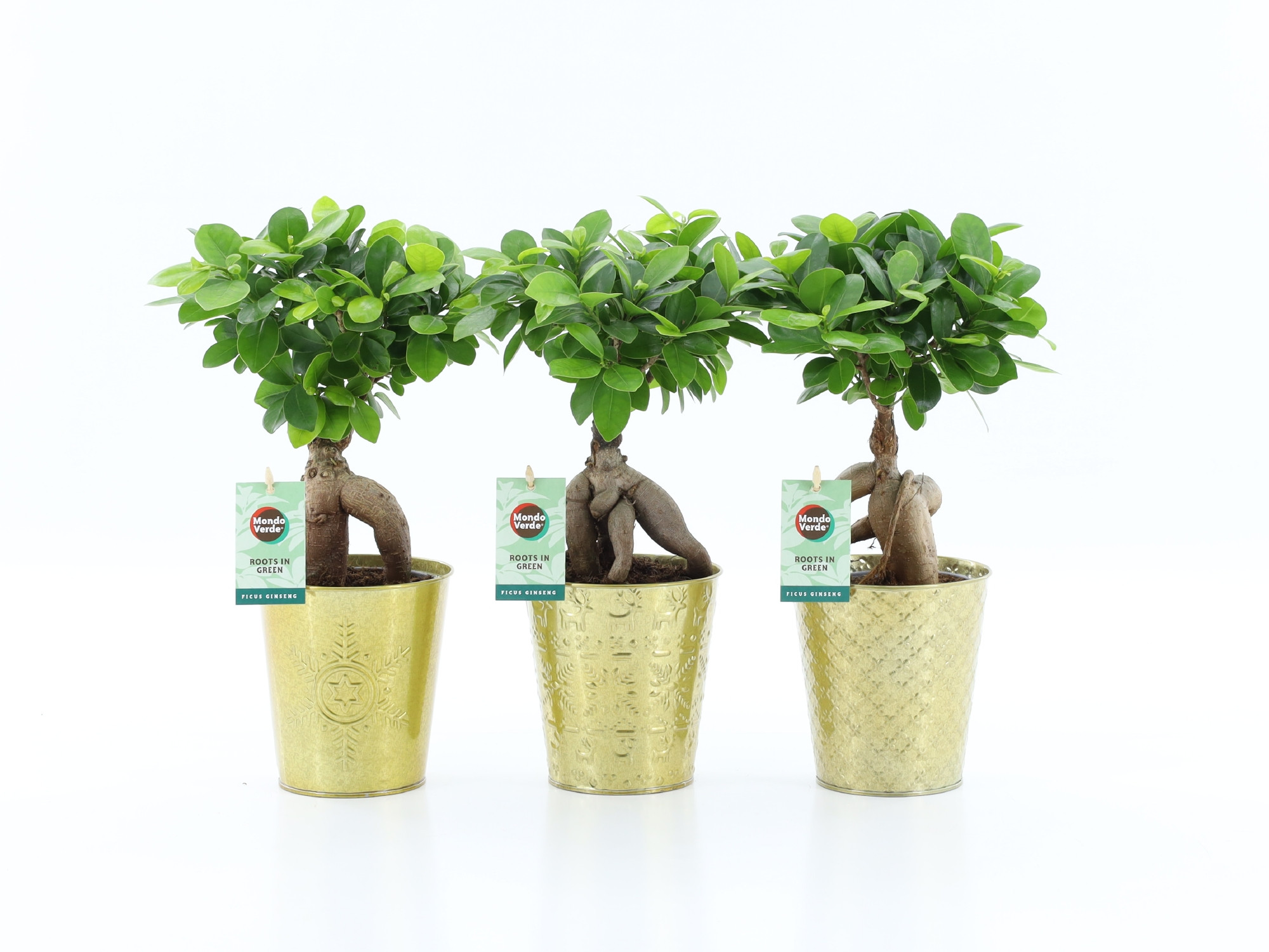 Ficus micr. Ginseng in Golden Christmas, D 13