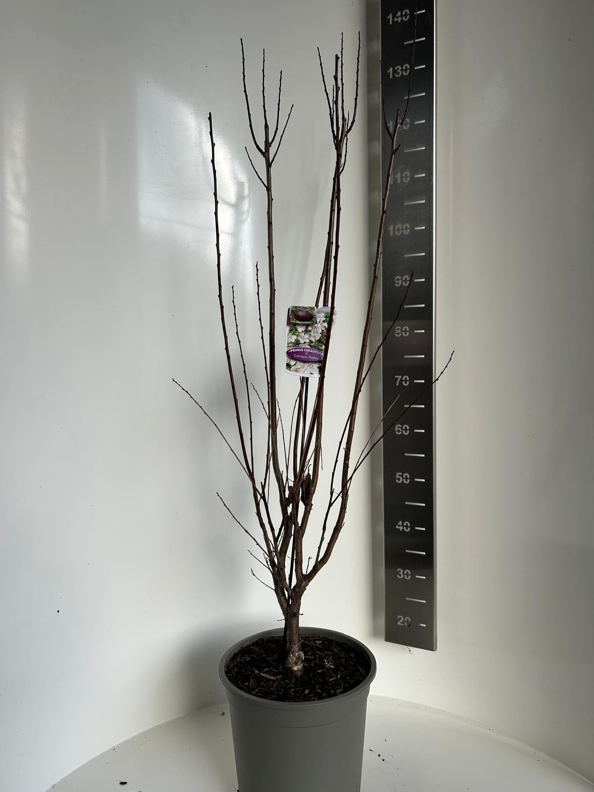 Prunus cer. Crimson point, D 27