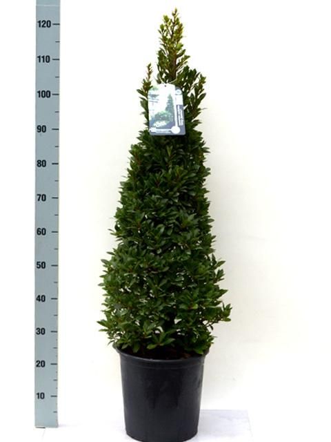 Laurus nobilis 'Bay Junior' Speciale Pyramide - Vlaamse Laurier, D 27