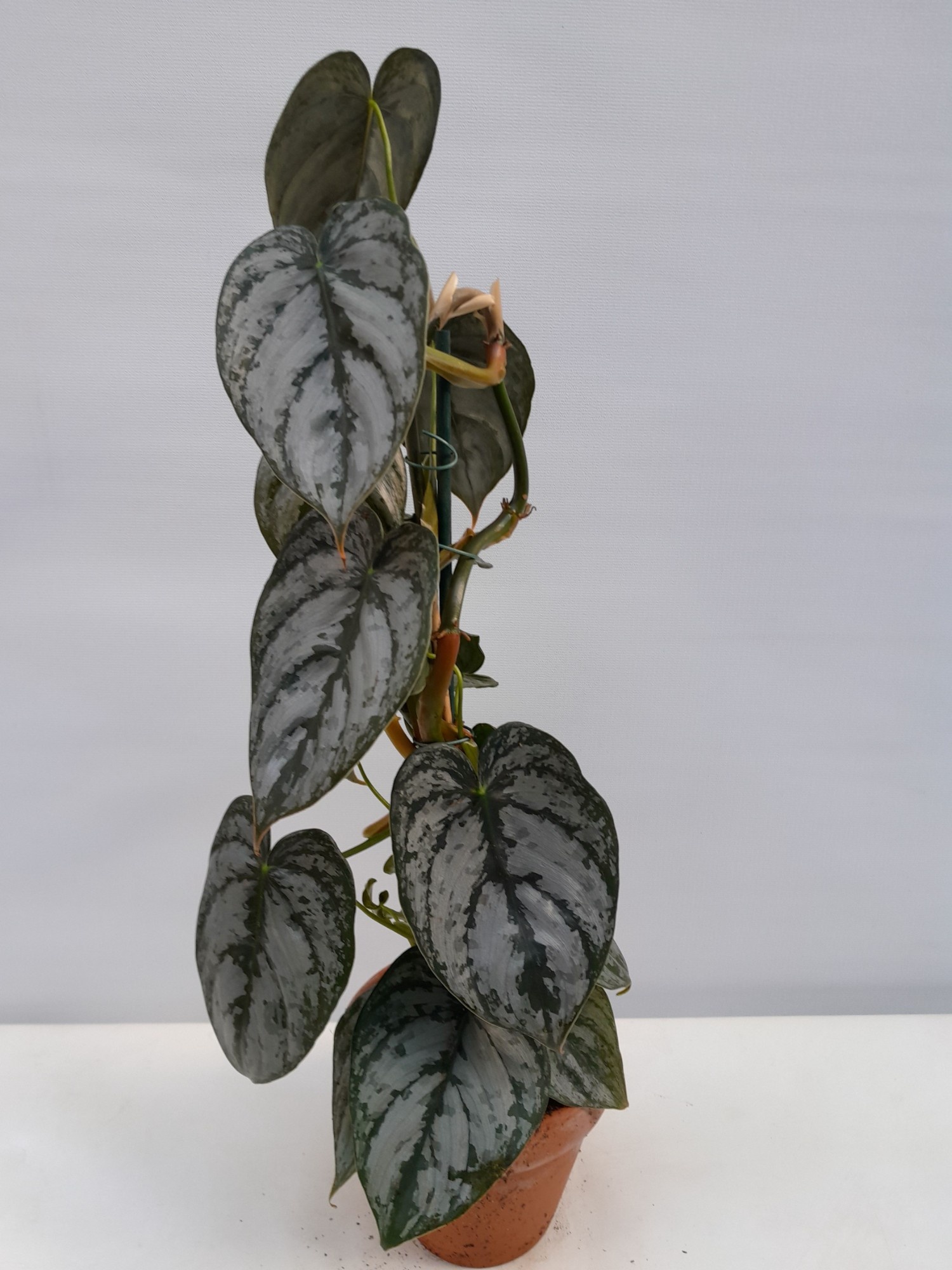 PHILODENDRON BRANDTIANUM, D 12