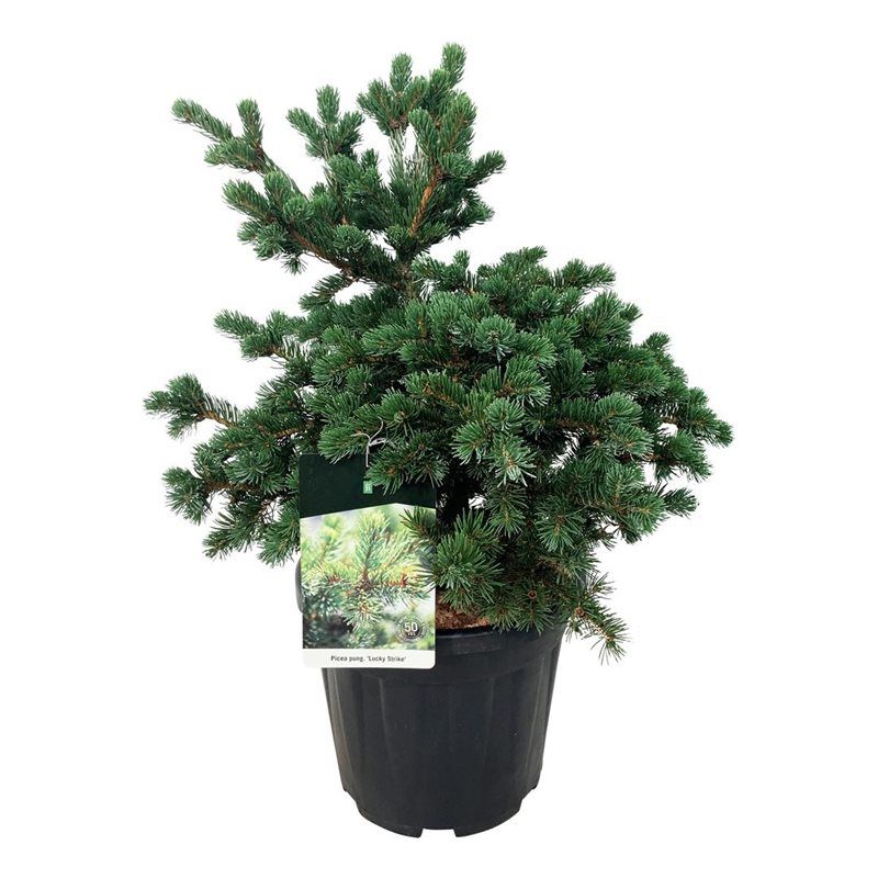 Picea pung. 'Lucky Strike', D 32