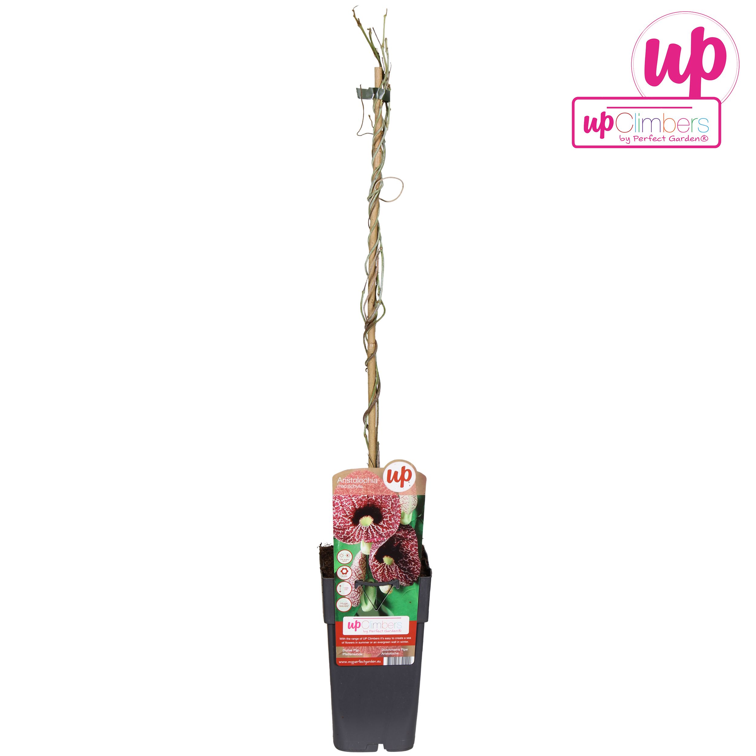 Aristolochia macrophylla P15, D 15