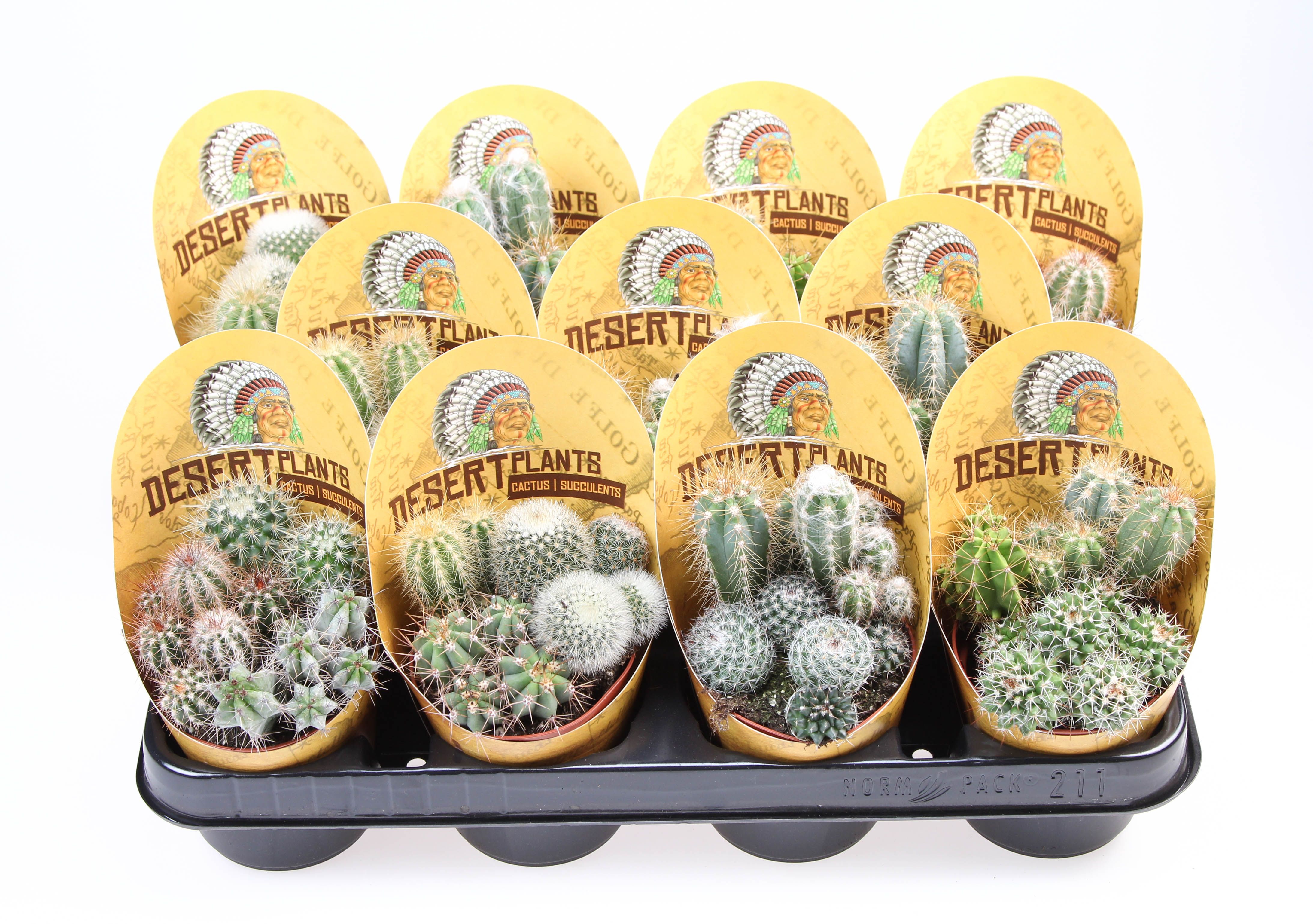 Potcover desert plants cactus trio, D 8,5