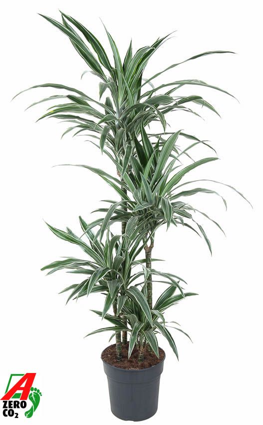 Dracaena Warneckei 90-60-30-15, D 27