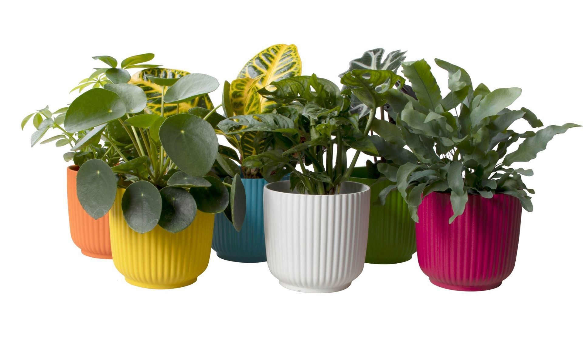 L 65628 with Green Mix 12 cm, D 12