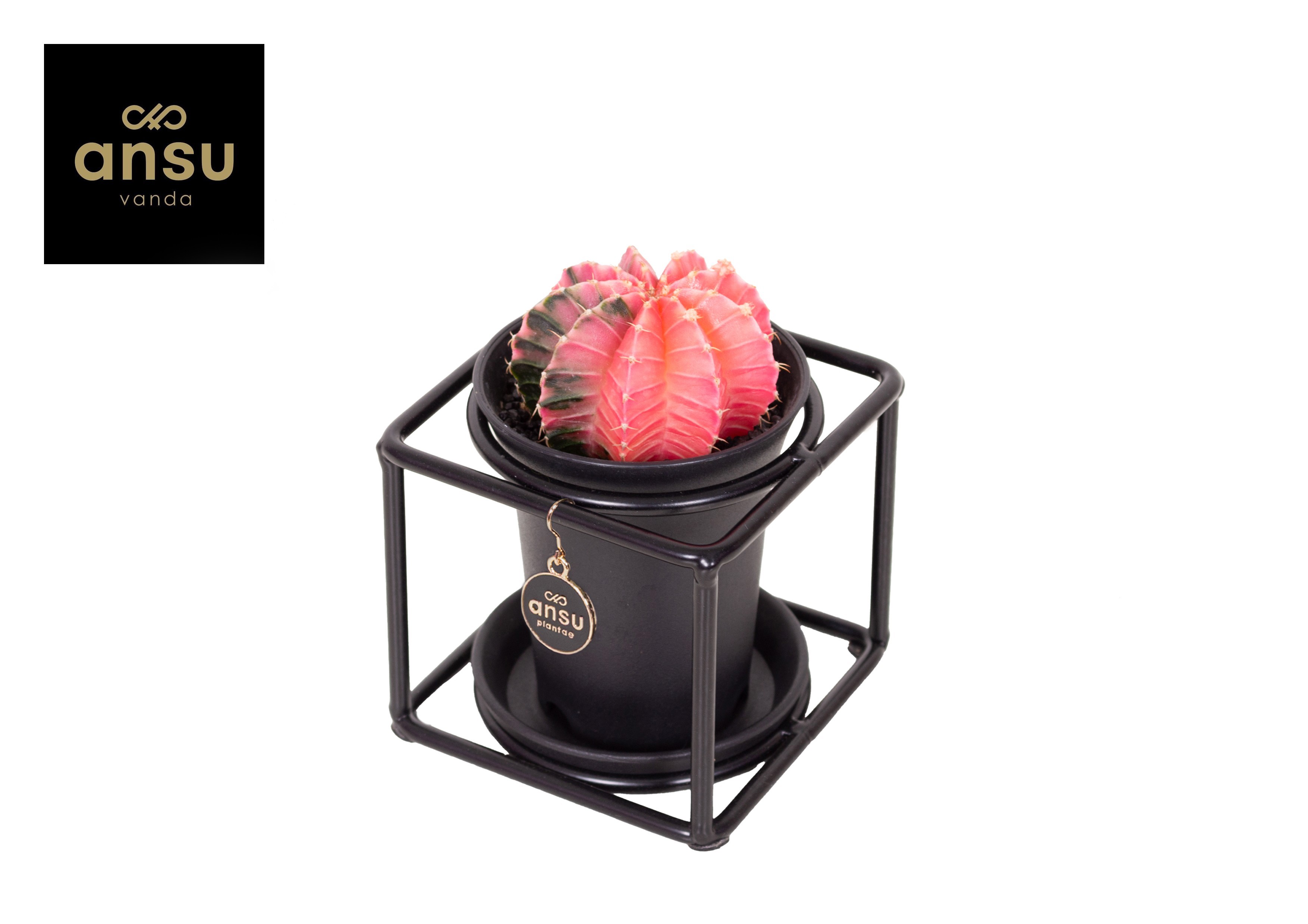 Gymno Variegated in design frame, D 10