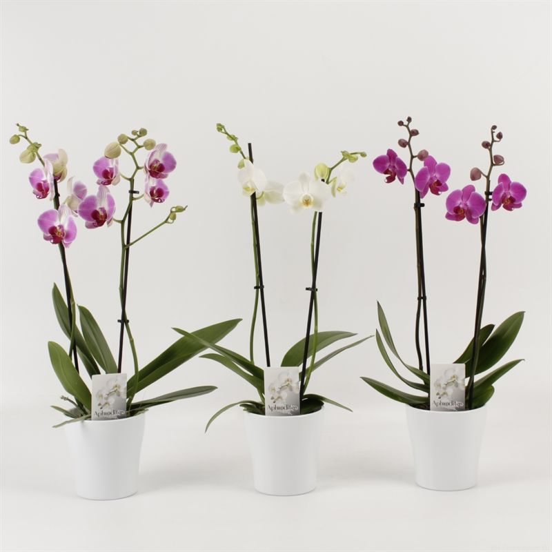 Phalaenopsis gemengd 2 tak gemengd in wit keramiek, D 12