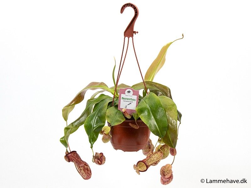 NEPENTHES-HYBRIDER, D 15
