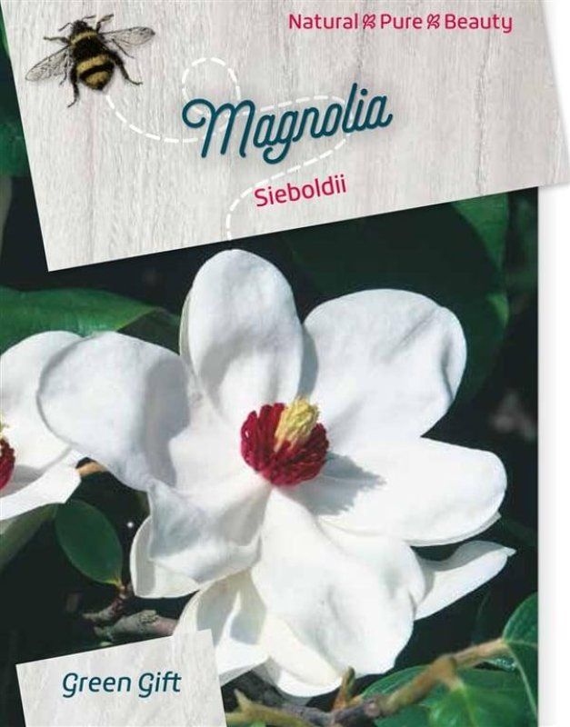 Magnolia sieboldii, D 23