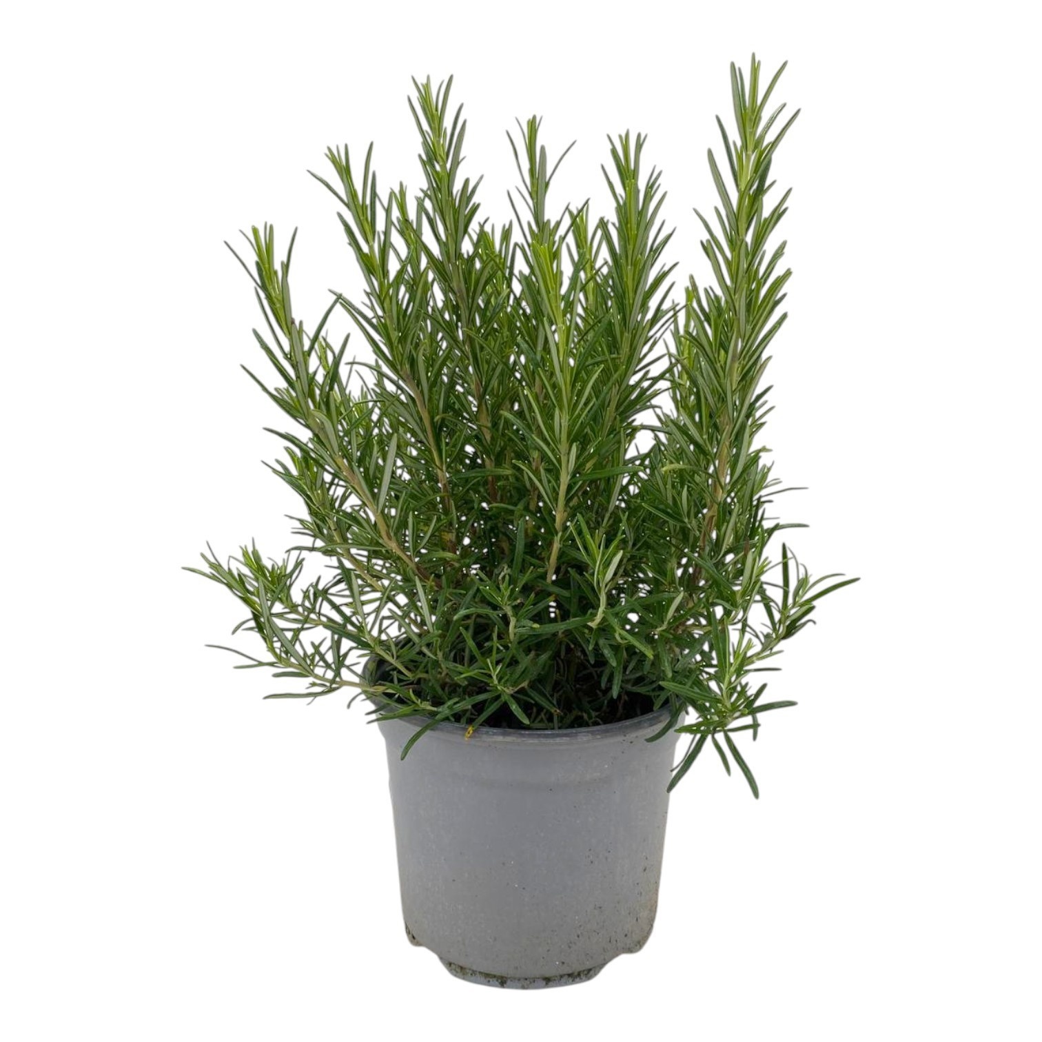 Rosmarinus off., D 18