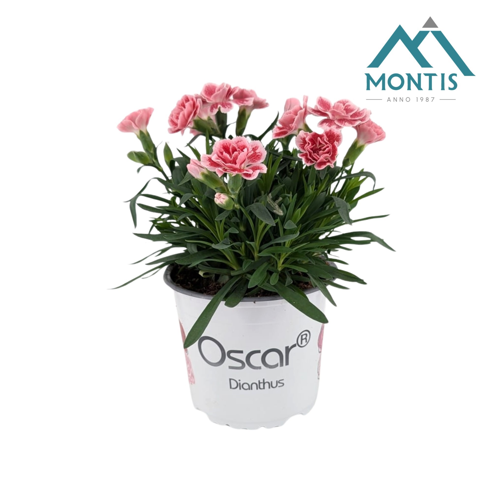 Dianthus Oscar 'Antique Pink', D 13