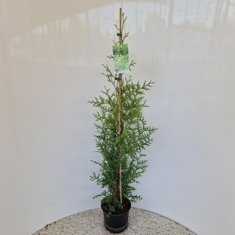 Thuja occ. 'Brabant’, D 19