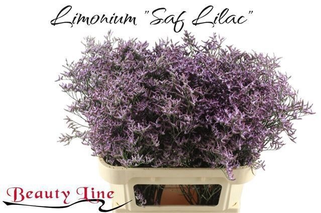 Лимониум Сафора Лилак 80 (фиолет.), шт.
