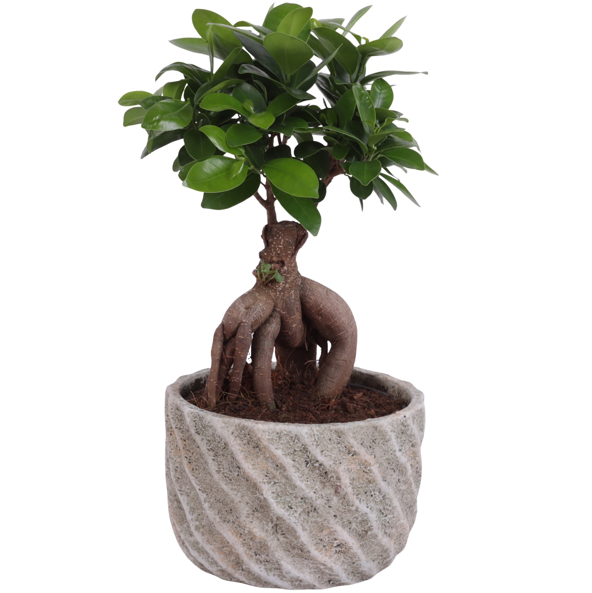 Ficus m. Ginseng Ball Shape Ø15cm in Ø17cm Ceramic NT668, D 17