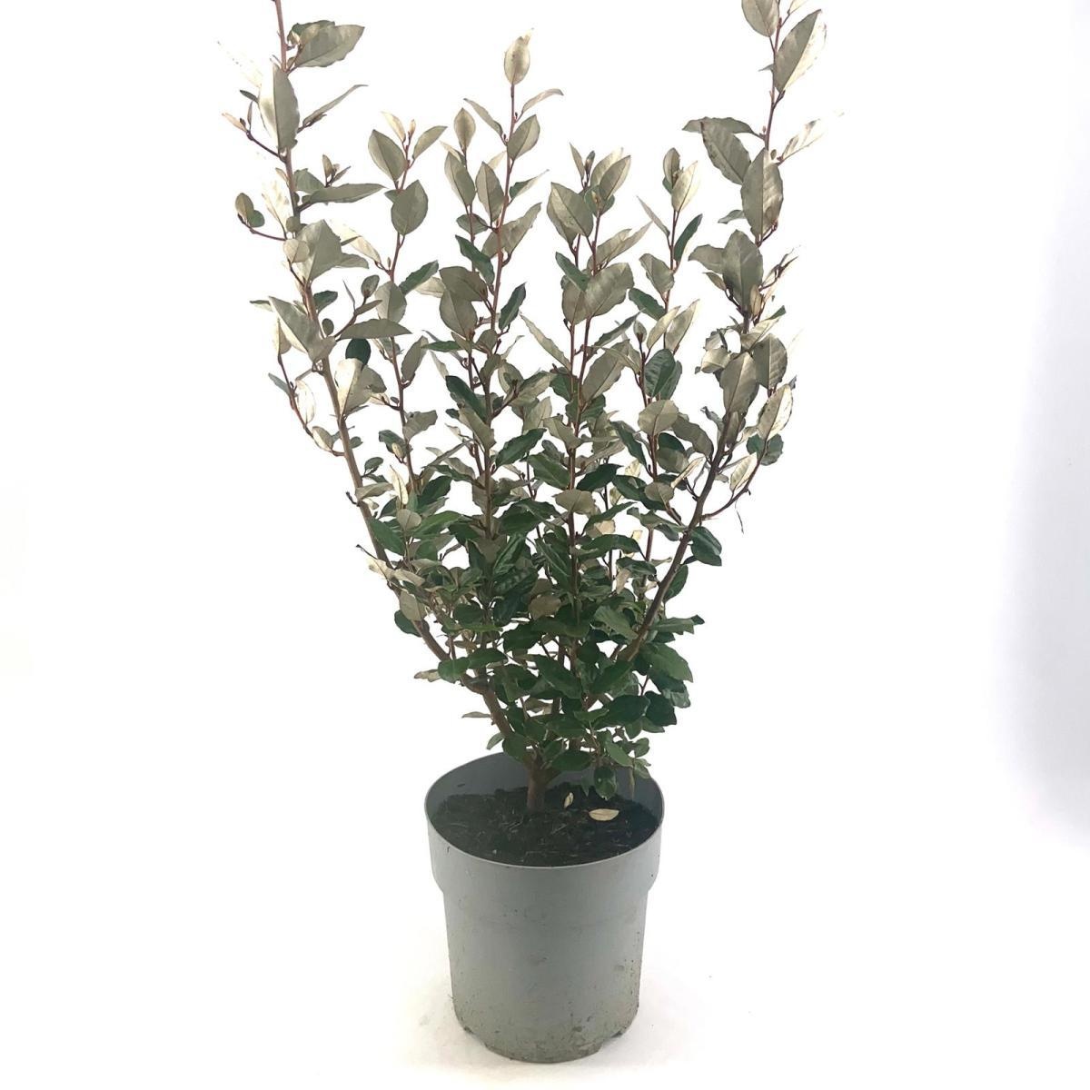 Elaeagnus ebb. 'Compacta', D 29
