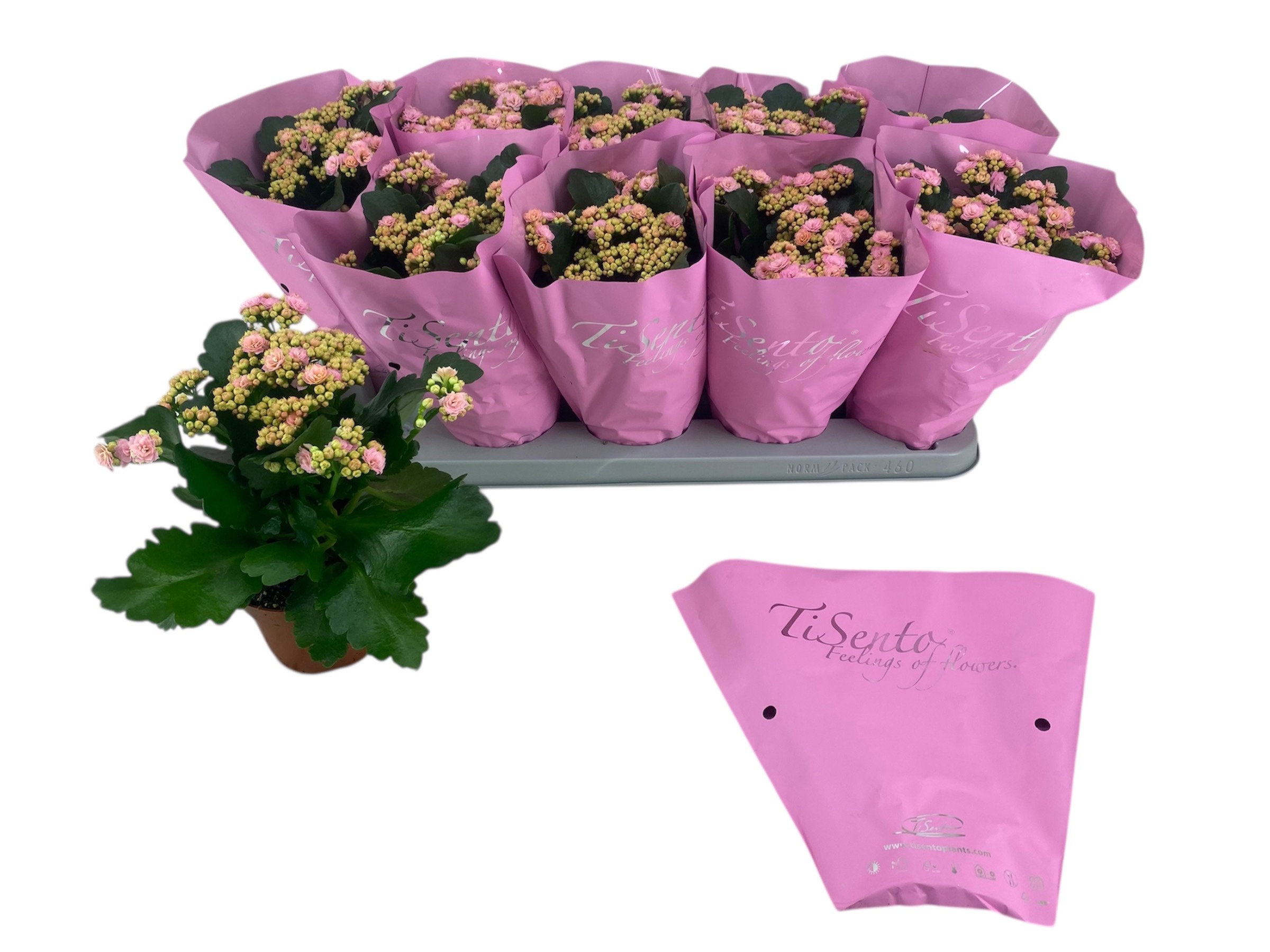 Calandiva 12 cm Roze /pink in sierhoes, D 12