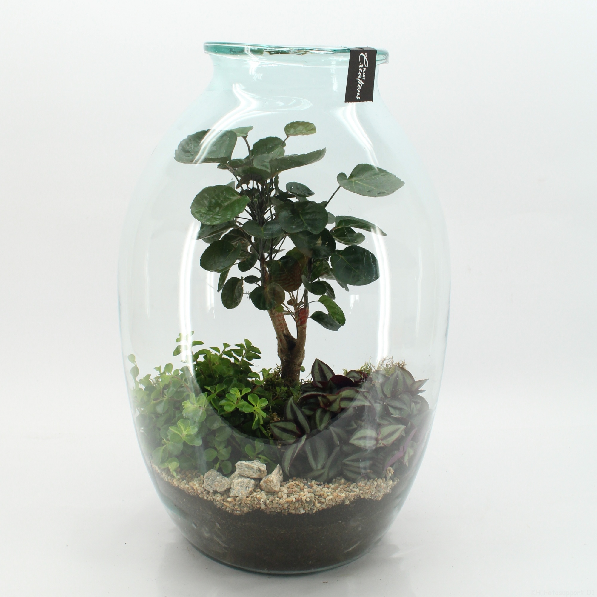 GRCR-2615 Green Essentials terrarium, D 36