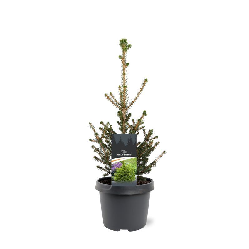 Picea abies 'Will's Zwerg', D 19