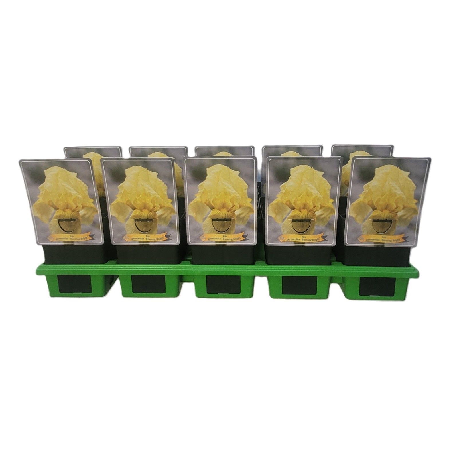 Iris germanica 'Burning bright' P11, D 11