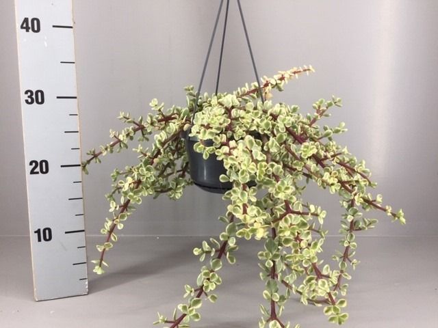 Portulacaria afra variegata, D 14