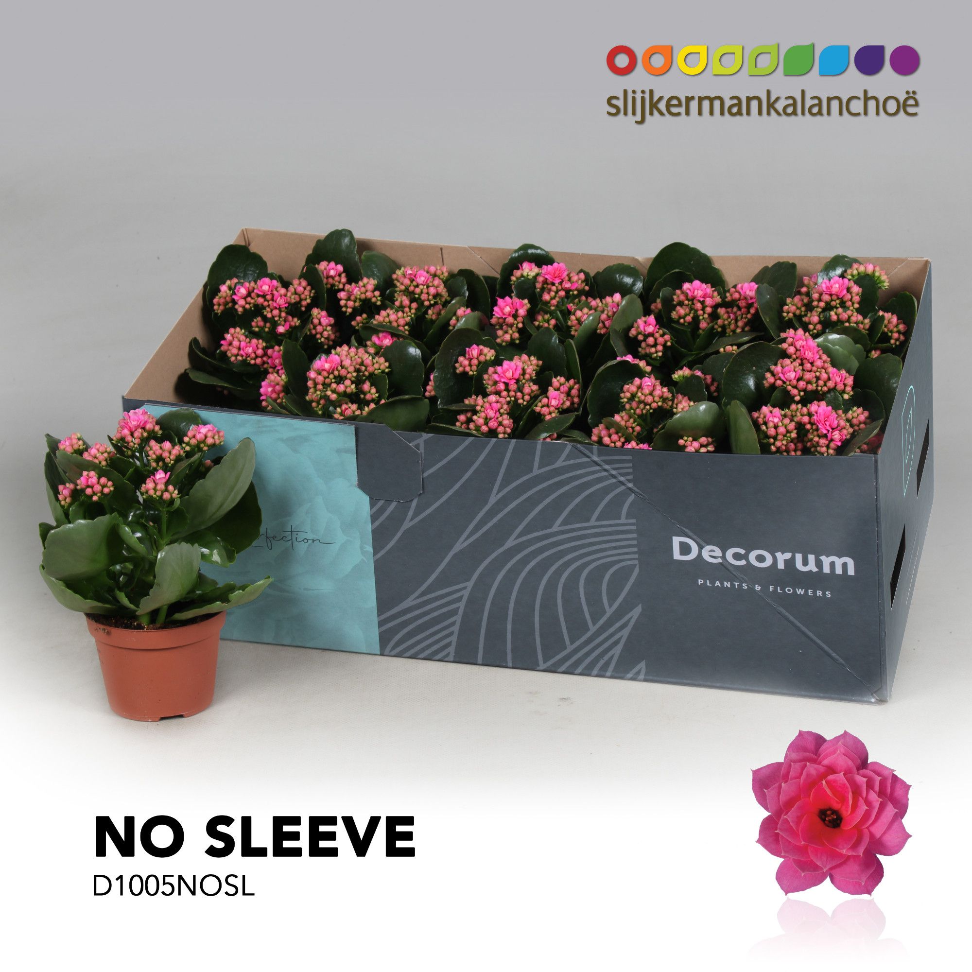 Kalanchoe No Sleeve - Pink, D 10,5