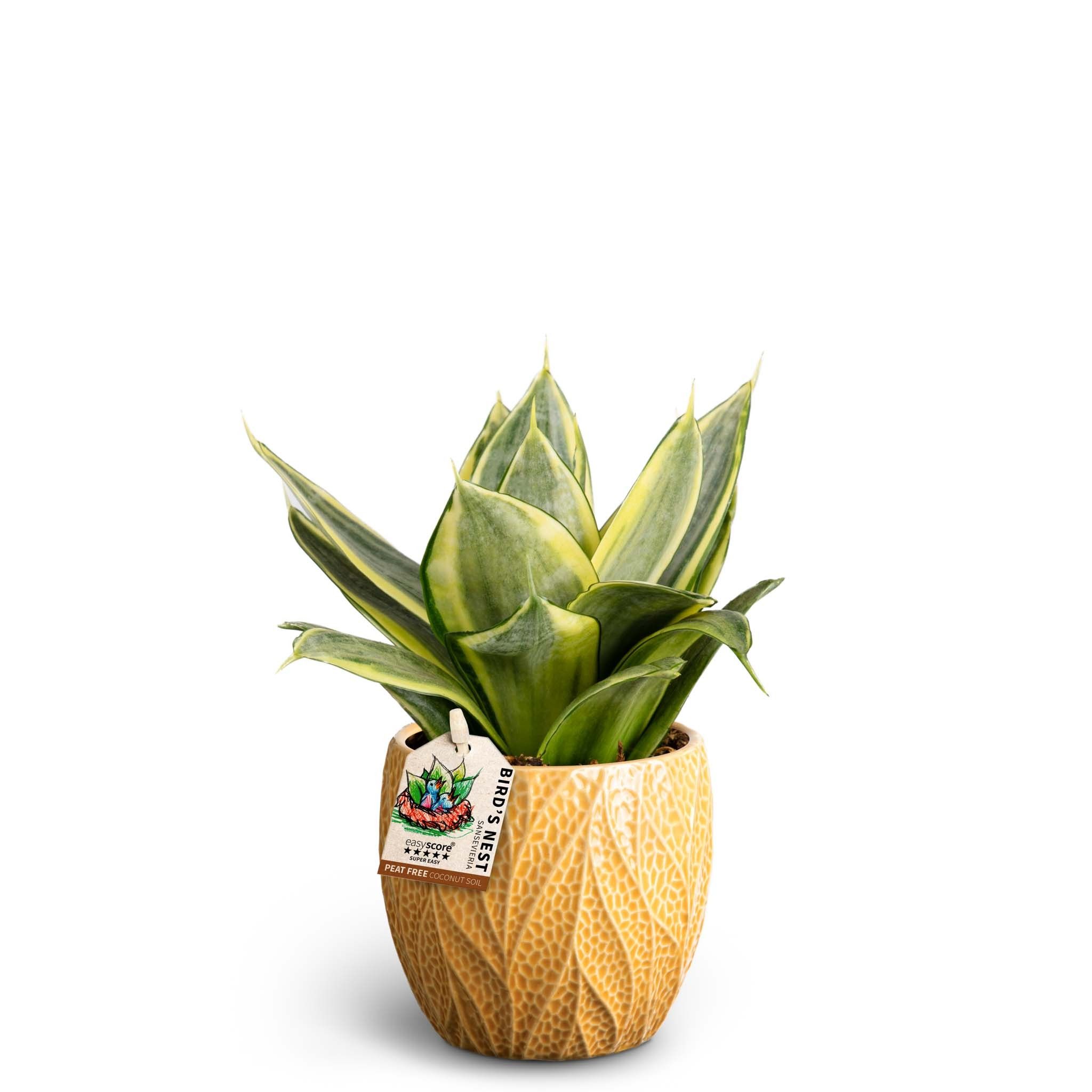 Leaf Tangerine, Sansevieria Hahnii Golden, D 10